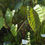 Miniature : Colocasia fontanesii