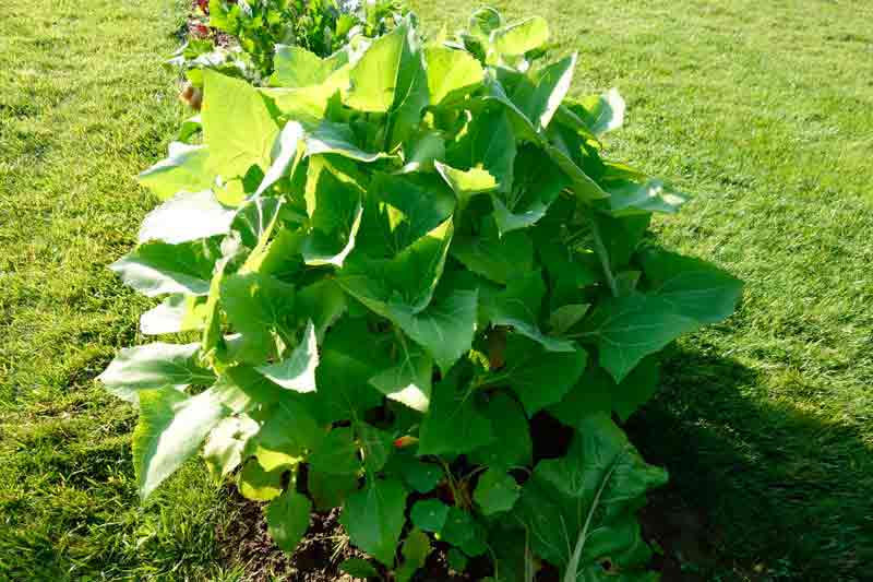 Polymnia sonchifolia