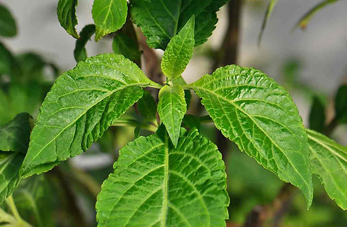 salvia-divinorum.jpg
