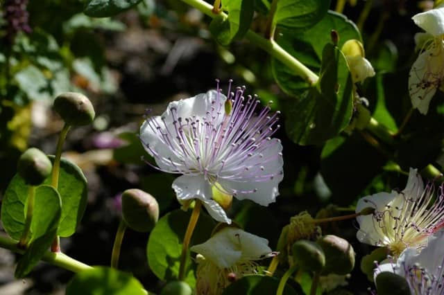 Capparis spinosa inermis