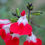 Miniature : Salvia jamensis