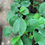 Miniature : Piper auritum