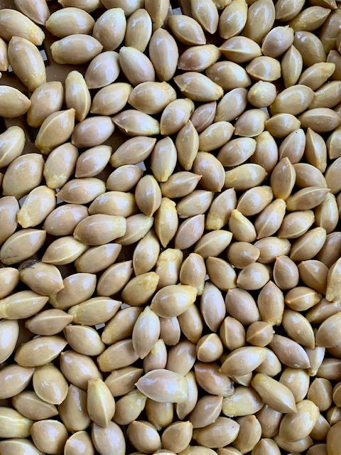 Miniature : Ginkgo biloba