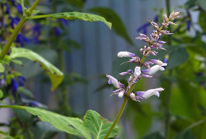 Salvia-divinorum.jpg