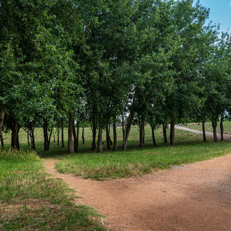 A dirt trail splits into two paths through a row of trees in a grassy field