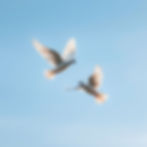 2 doves flying in a clear beautiful sky to represent peace.jpg