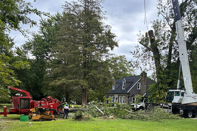 Crane Tree Removal, Glen Mills PA_edited.jpg