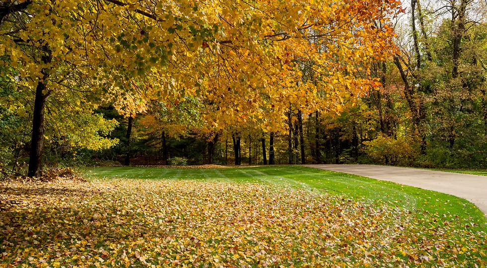 Autumn scene with golden leaves on trees and ground, a path curves through the vibrant park. Sunlight filters, creating a serene mood.