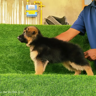 Best_pet_shop_of_pets_planet