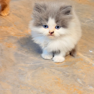 Best_pet_shop_of_kanha_petshop