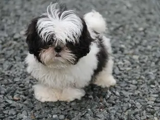 Best Pet Shops in Lucknow 2026 — Food, Accessories and More