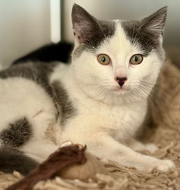 No Picture Available Yet.png