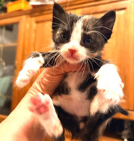No Picture Available Yet.png