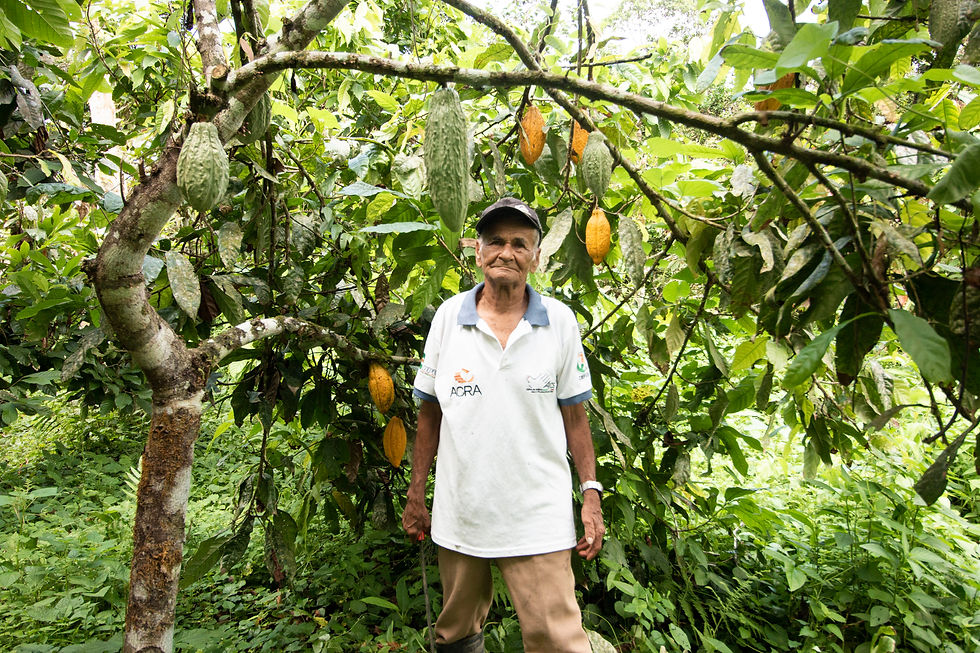 Kakaobauer vor seiner Frucht