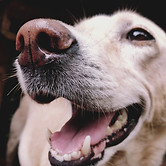 adorable-animal-canine-662417.jpg
