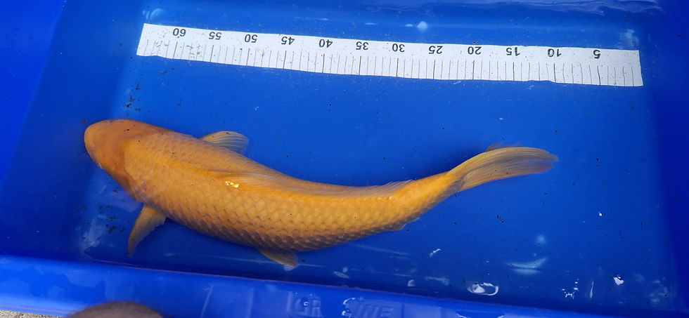 Miniaturbild: Yellow Monkey Karashi (Dainichi) 60