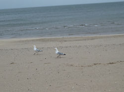 Coast near Edinburgh