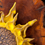 Thumbnail: Sunshine Yellow Original Sunflower