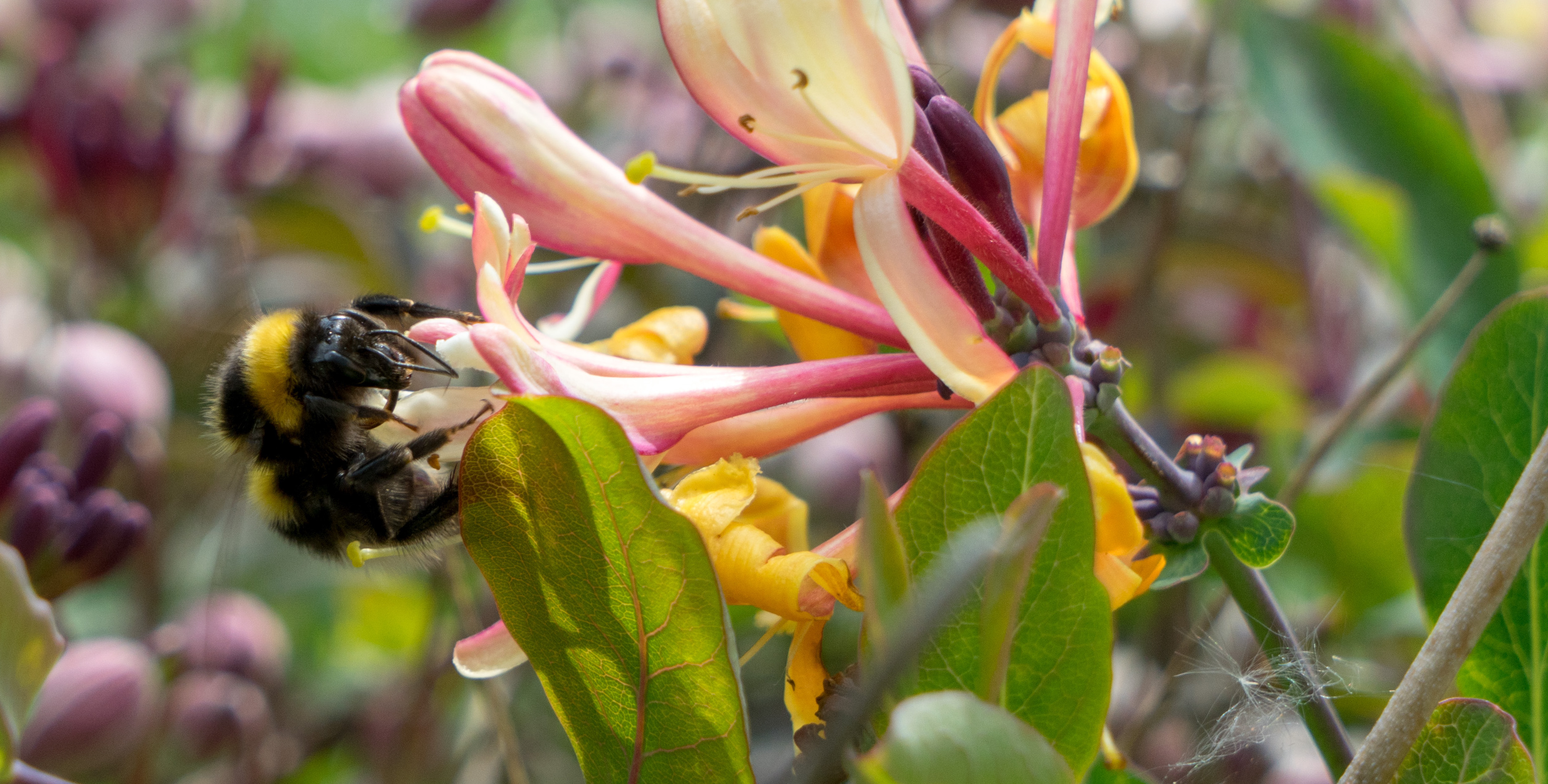 Is Organic Farming the Answer?