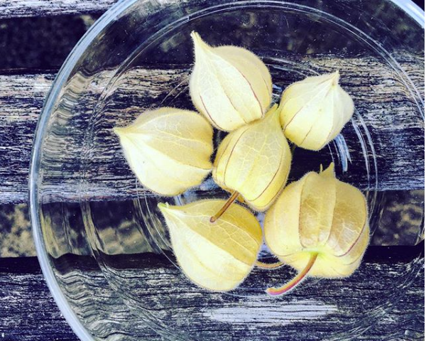 Sustainable Superfoods