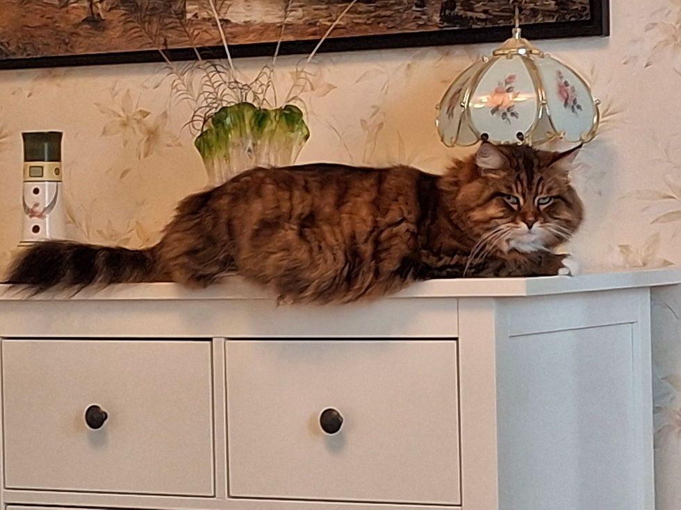 Kissa kestää kylmää, pakkastakin