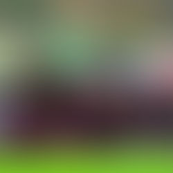 Siyouni Progeny 2022