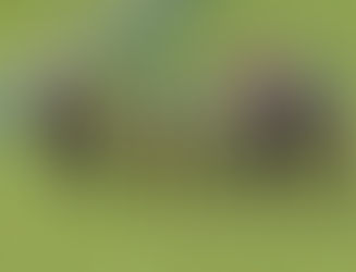 Runners in La Coupe, Paris Longchamp