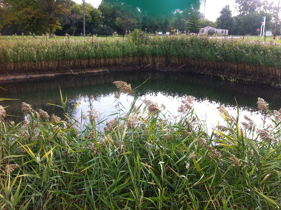Phragmites 1.JPG