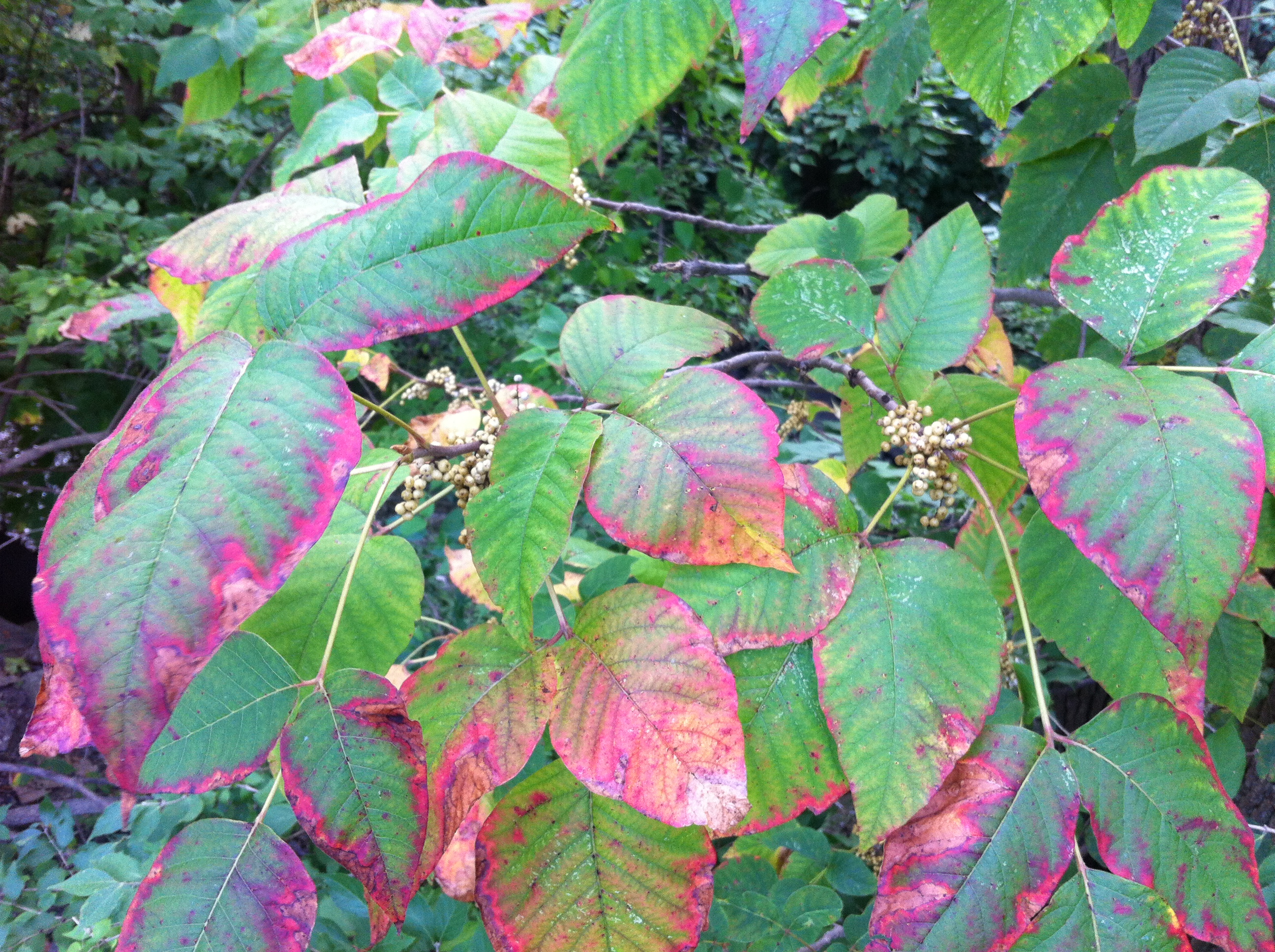 Vegetation Control Specialists Weed Eraser, Inc Michigan