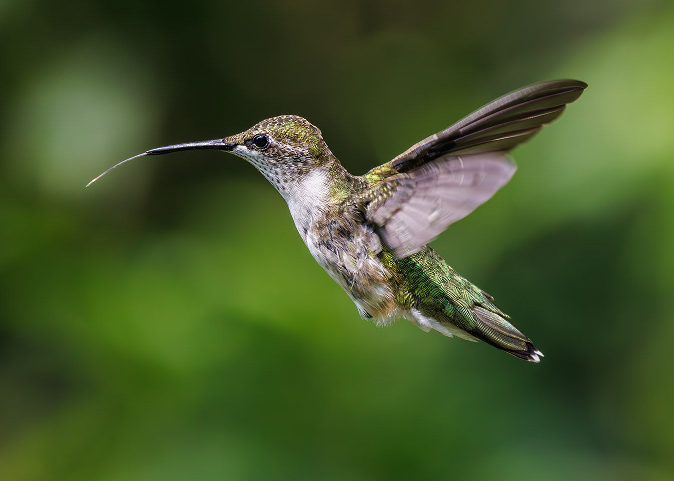 Rubby throated hummingbird