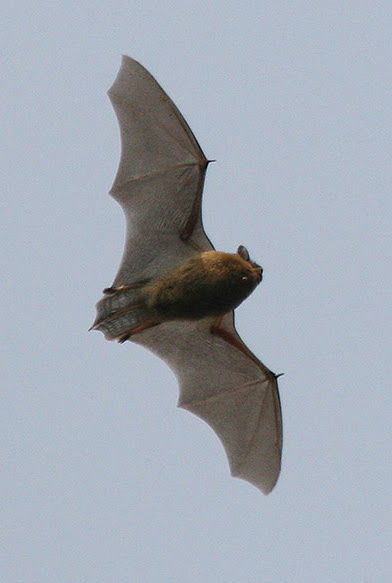 Autumn Bat Hunt this Saturday!