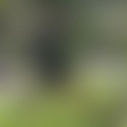 Volunteer Gardening - this Sunday