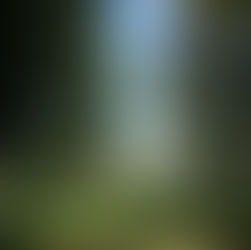 Tree walk in the Park!