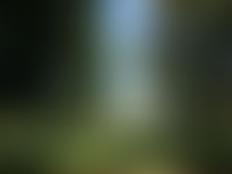 Tree walk in the Park!