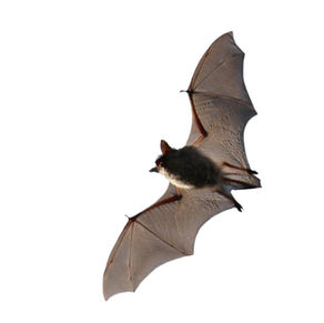 Come on our Autumn Bat Hunt!