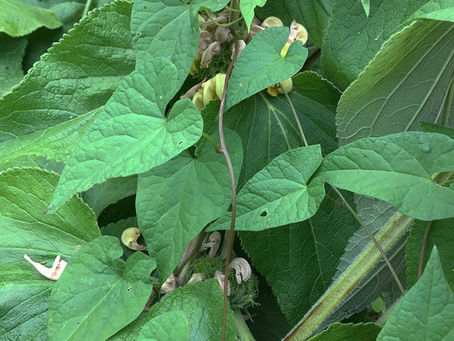 April Volunteer Gardening