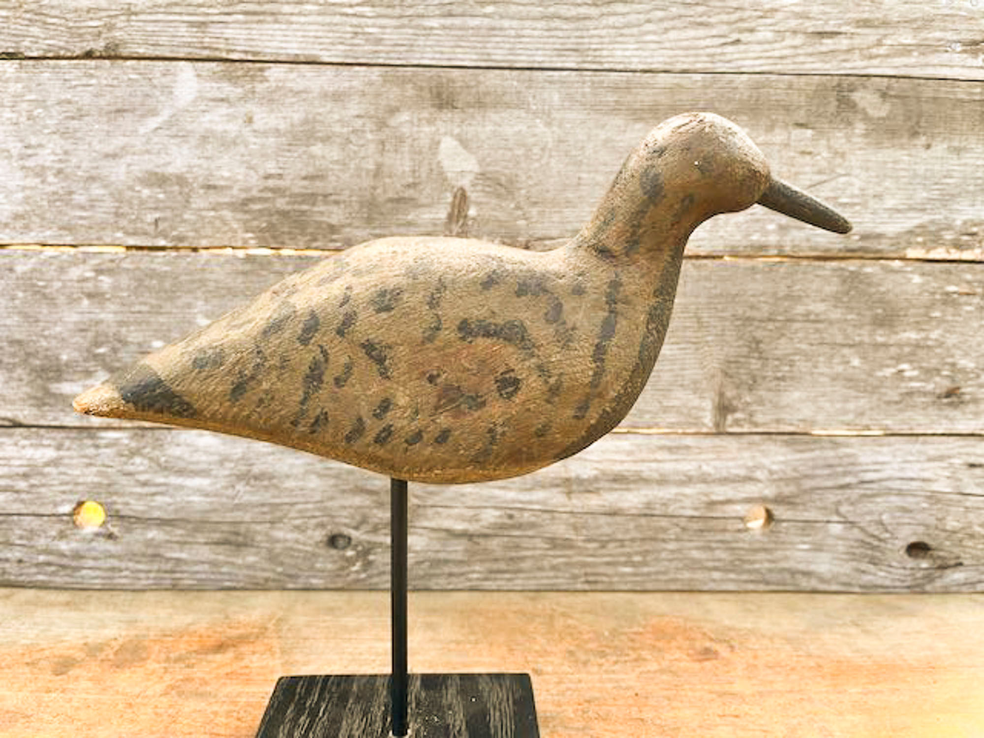 NJ Black-Bellied Plover