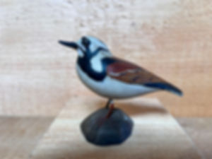 Rare Ruddy Turnstone