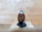 Thumbnail: Rare Ruddy Turnstone