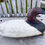 Thumbnail: Susquehanna Flats Canvasback