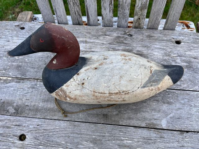 Madison Mitchell Canvasback