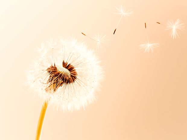 Dandelion Leaves_edited_edited.jpg