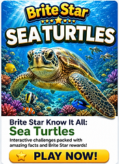Sea Turtles.png