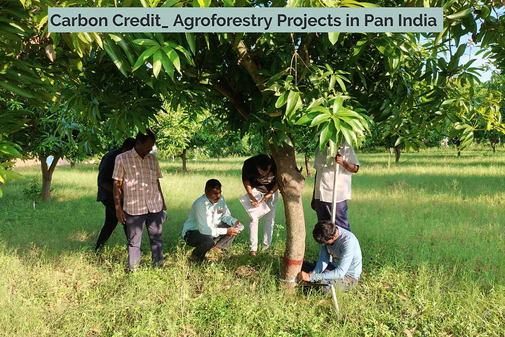 Agroforestry carbon credit