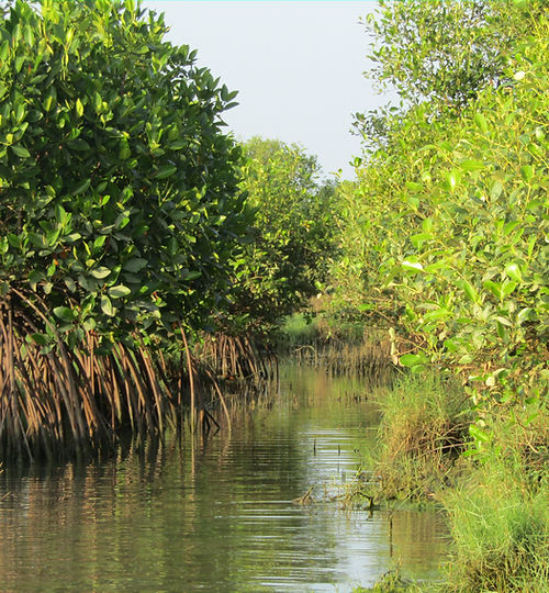 12 Mangrove Restoration Projects (Tamil Nadu & Andhra Pradesh)