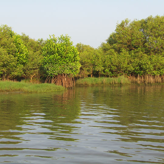 Integrated Community-Based Mangrove Restoration, Pulicat