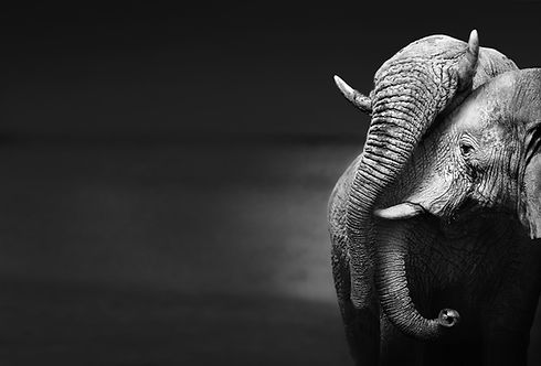 Elephants Embracing