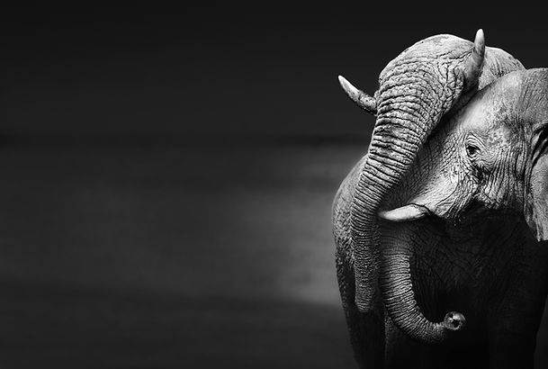 Elephants Embracing