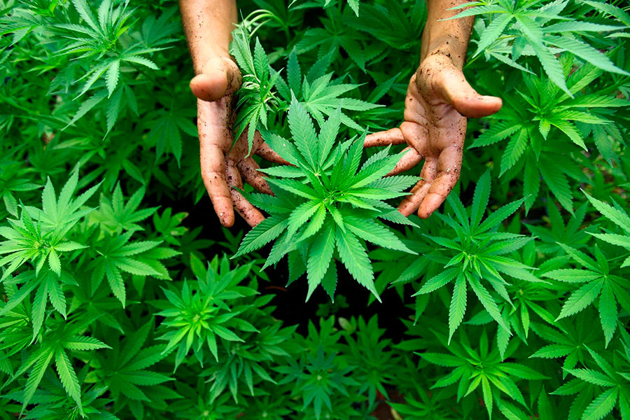 Ohio-votes-for-Marihuana-Legalization