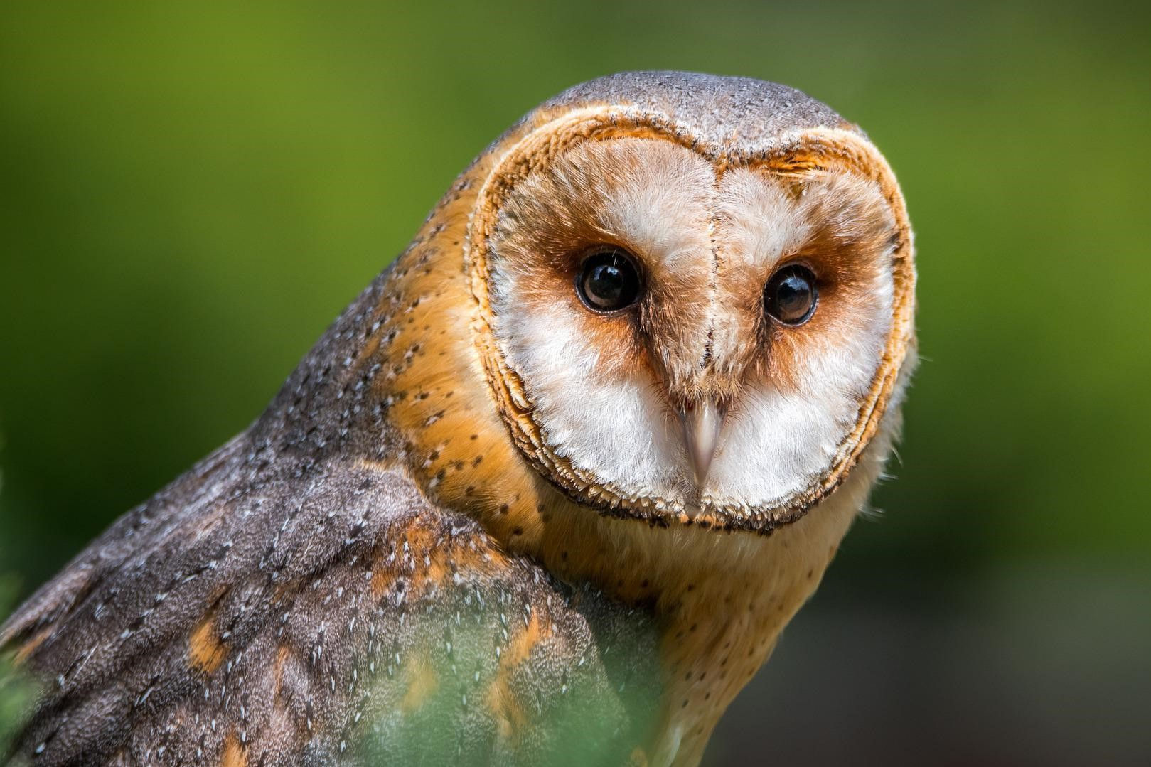 Flitzz Diamond Painting Kerkuil 01